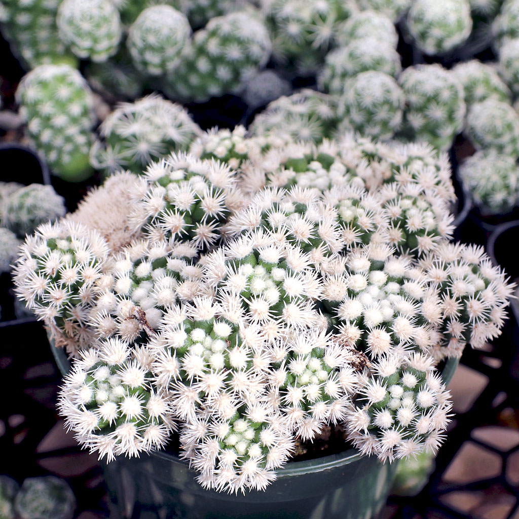 How do I get my Arizona snow cap cactus pups to root?