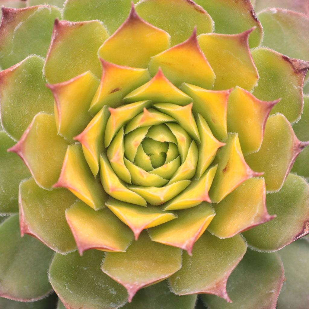 Does this come as a pot with one Gold Nugget rosette, or with multiple rosettes in a single pot?