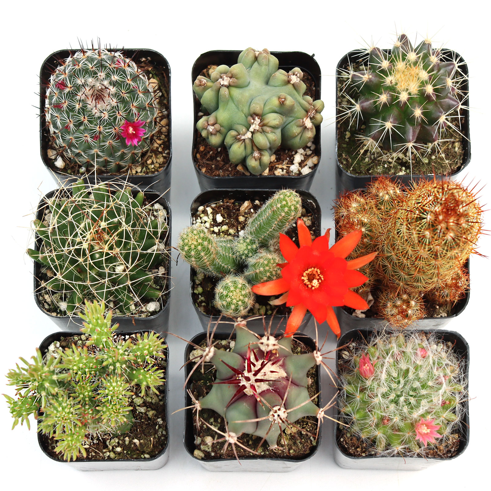 Cacti Set of 9 Types - 2in Pots Questions & Answers