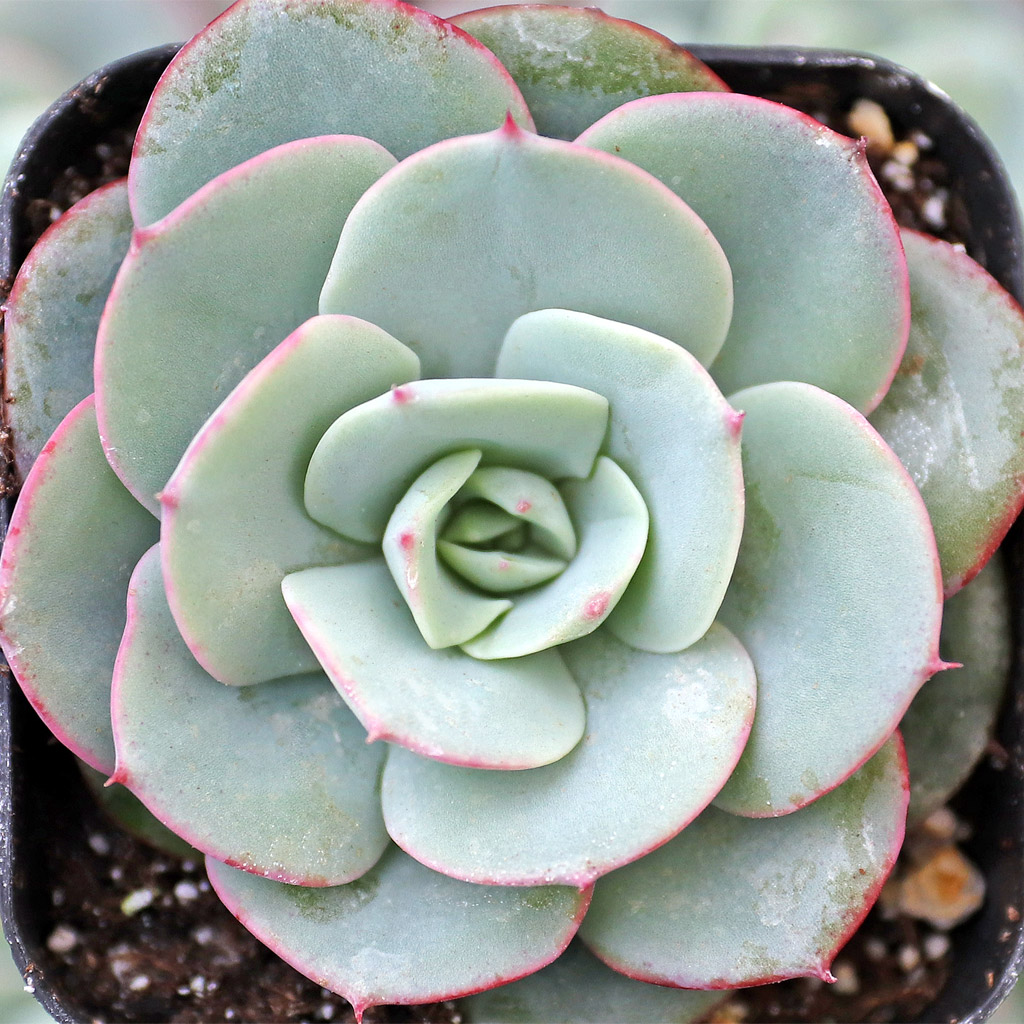 Echeveria 'Atlantis' Questions & Answers