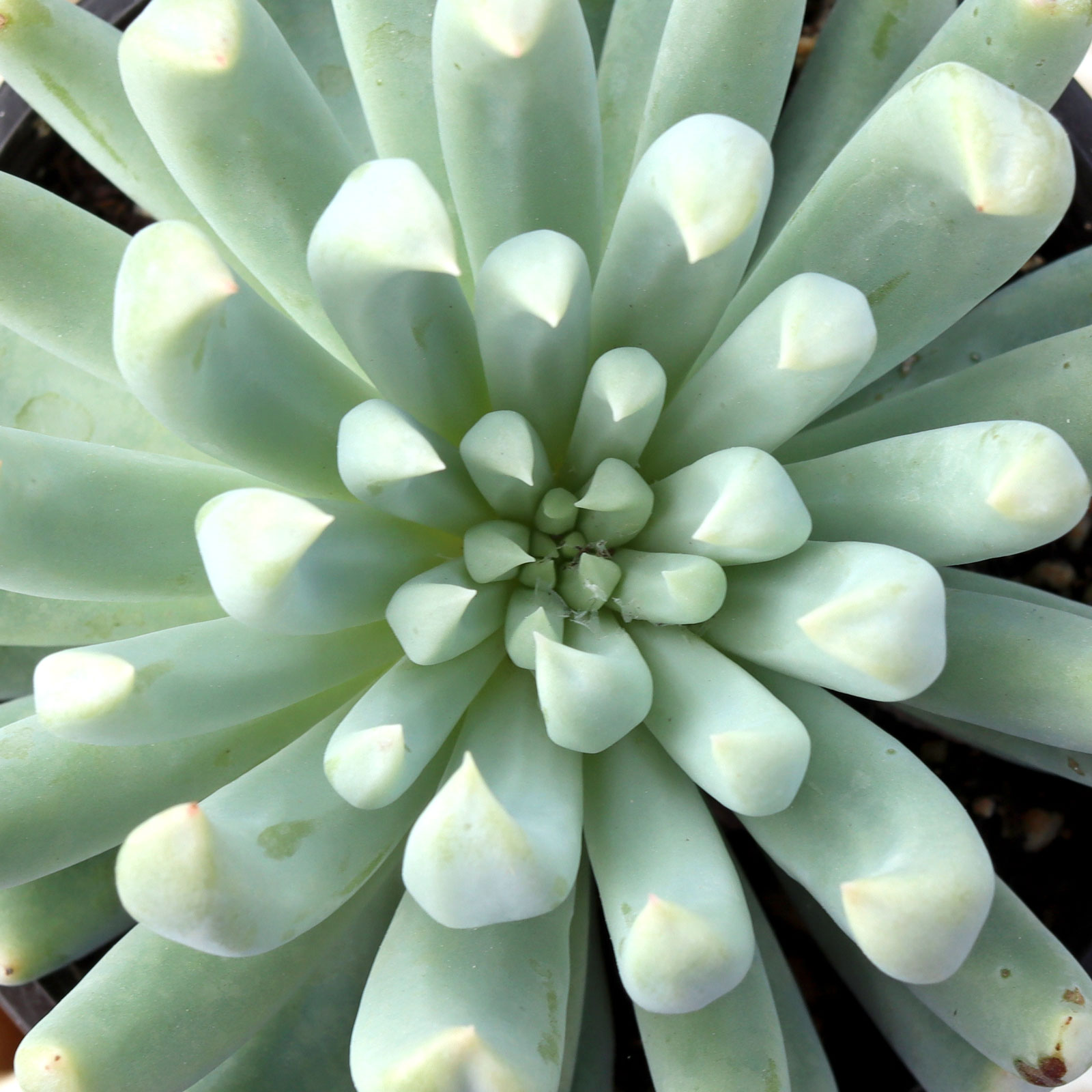 Echeveria runyonii 'Topsy Turvy' [large] Questions & Answers