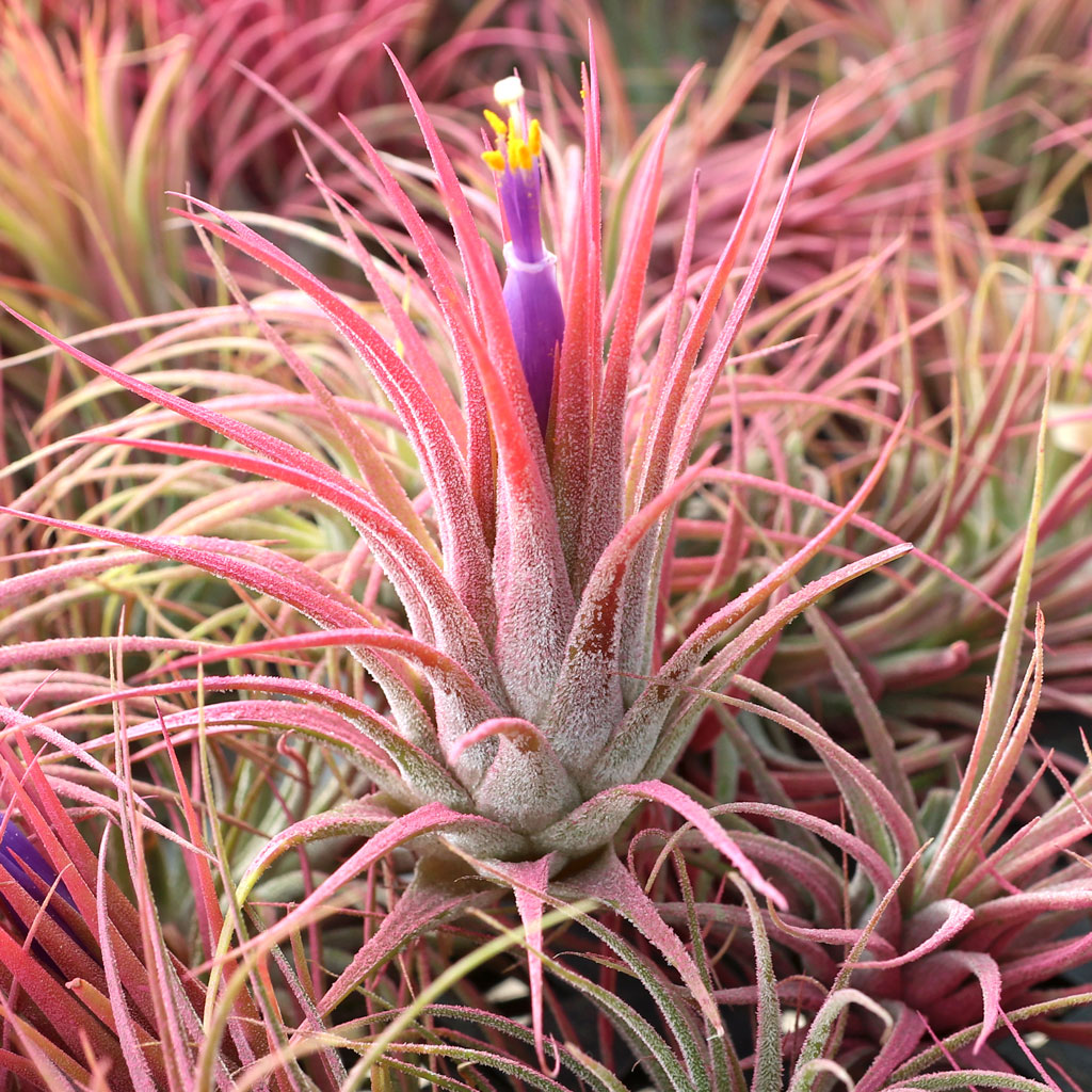 Air Plant - Tillandsia ionantha (raspberry, enhanced) [2.0-3.0"] Questions & Answers