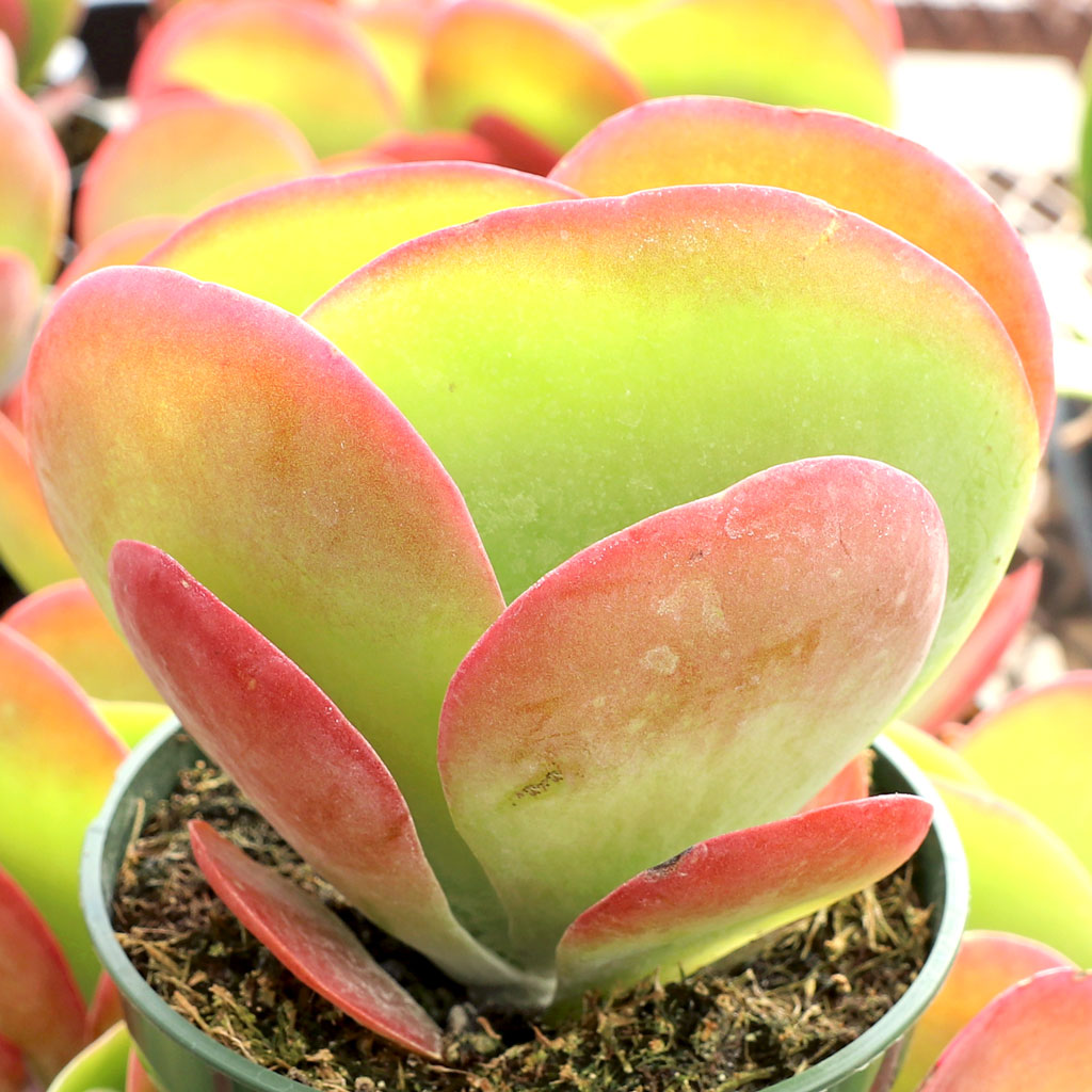 Can the Kalanchoe Luciae Paddle live indoors?