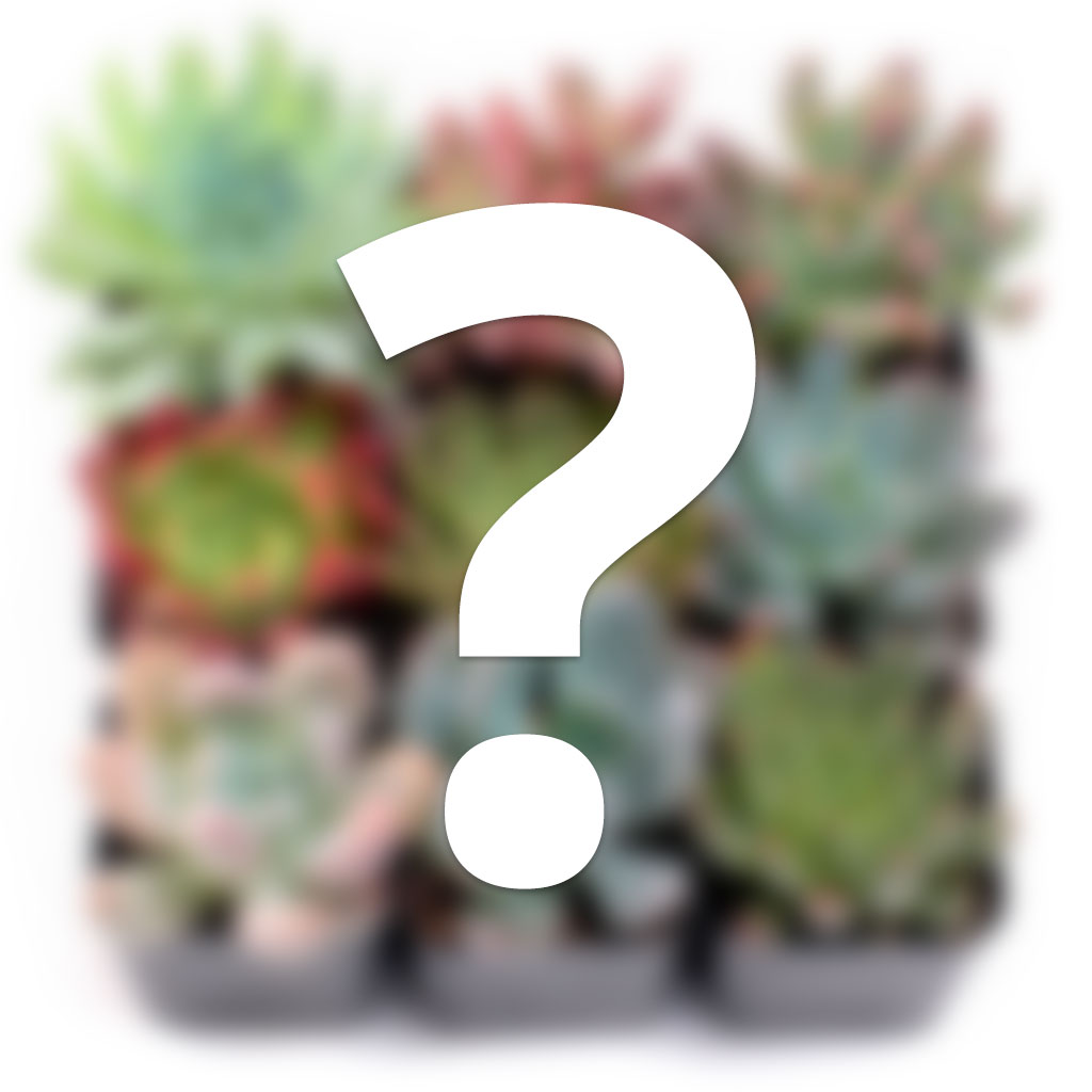 Mystery Succulent Sampler Set of 9 Questions & Answers