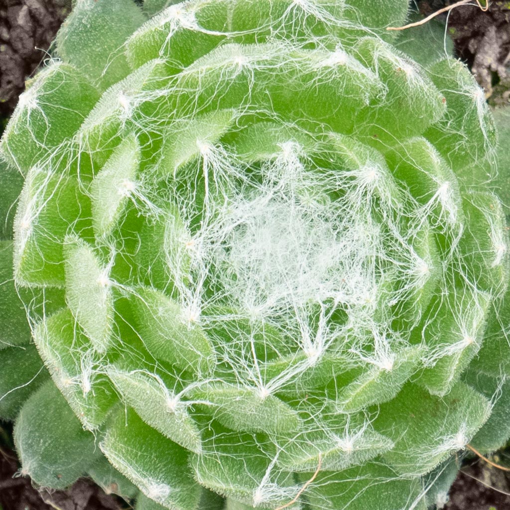 Sempervivum arachnoideum 'Linde' [exclusive] Questions & Answers