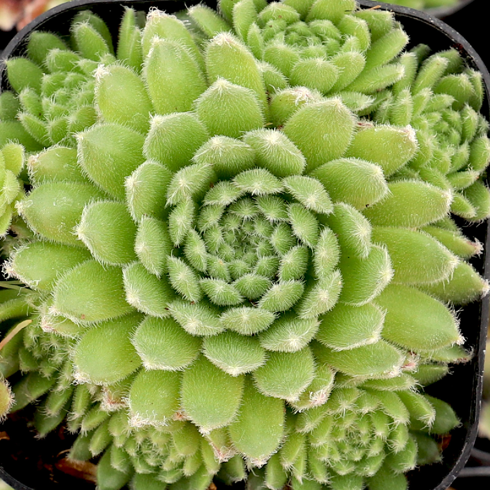 Sempervivum 'Classic' [exclusive] Questions & Answers