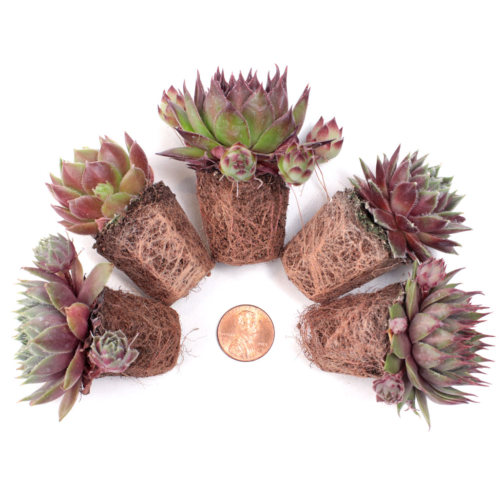 Individual Succulent Plug - Sempervivum Questions & Answers