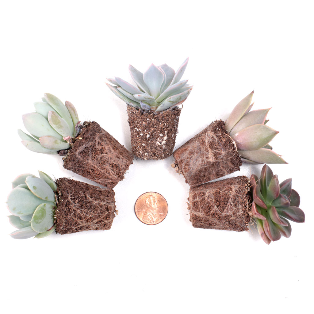 Individual Succulent Plug - Echeveria Questions & Answers