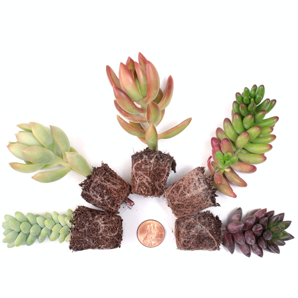 Individual Succulent Plug - Soft Succulent Questions & Answers