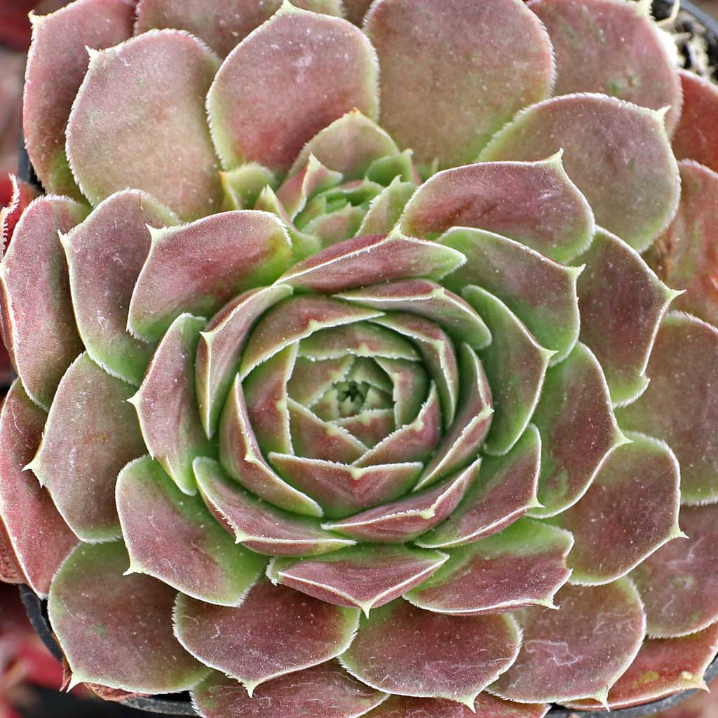 Sempervivum heuffelii 'Saffarina' [exclusive] Questions & Answers