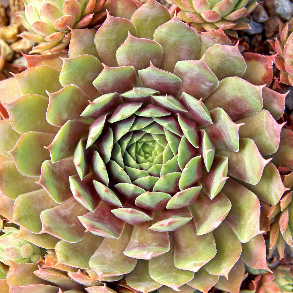 Sempervivum 'Killer' Questions & Answers