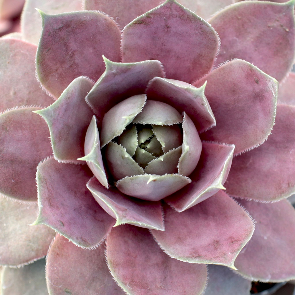 I live in Dallas and I am concerned about the lack of shade where I intend to plant the Sempervivum.