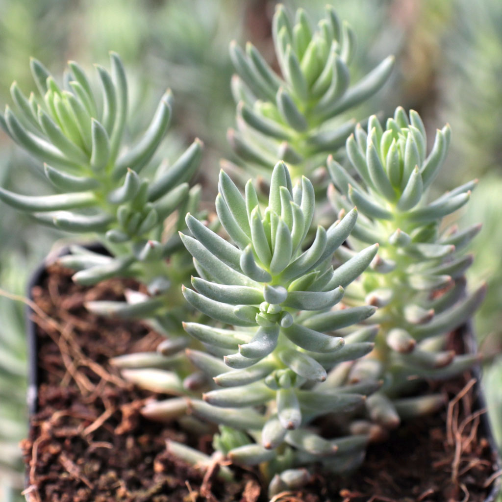 How different is this in compassion to blue spruce sedum?