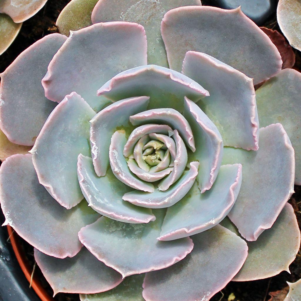 Which Echeveria  blooms with a heart?