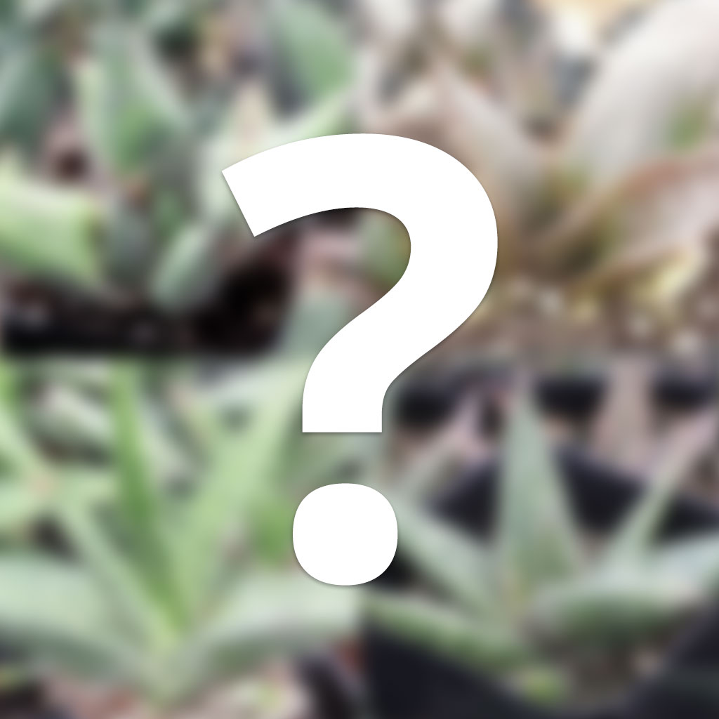 Mystery Gasteria Questions & Answers
