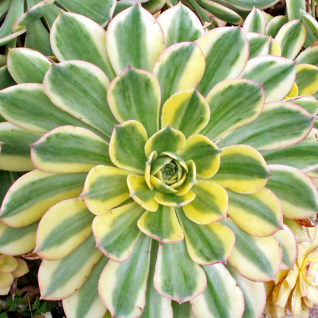 how do you water the aeonium sunburst