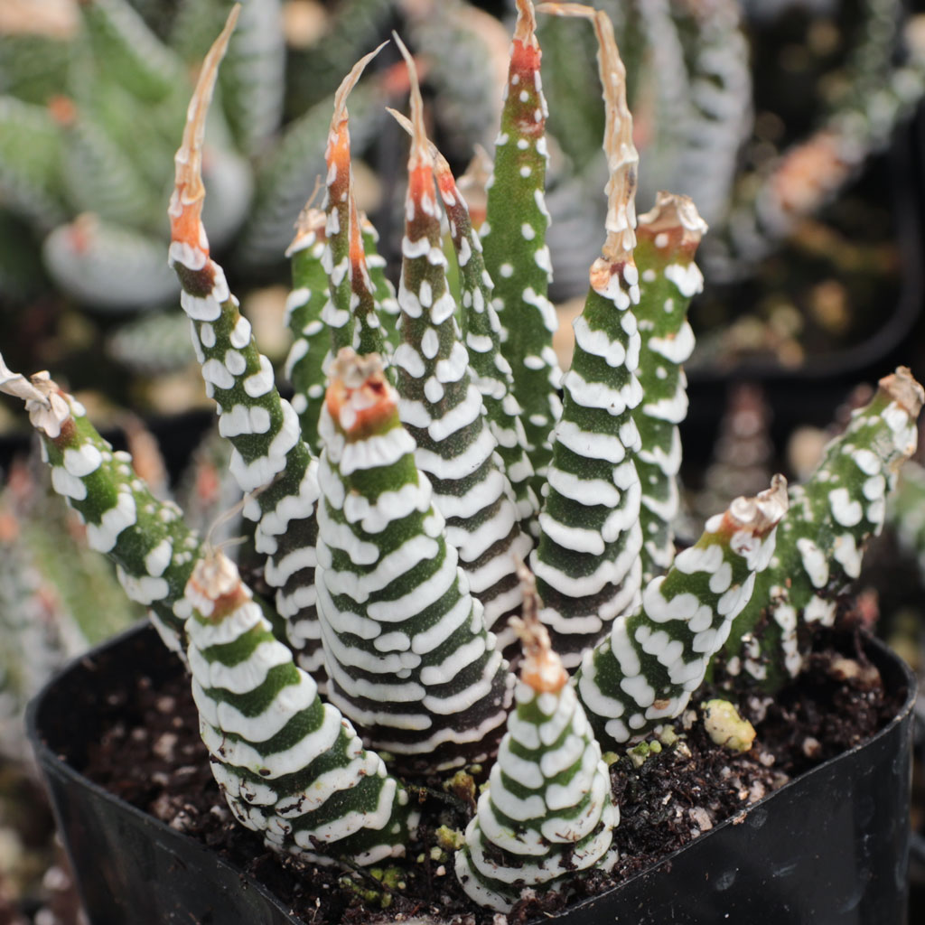 Haworthia attenuata 'Super White' Questions & Answers