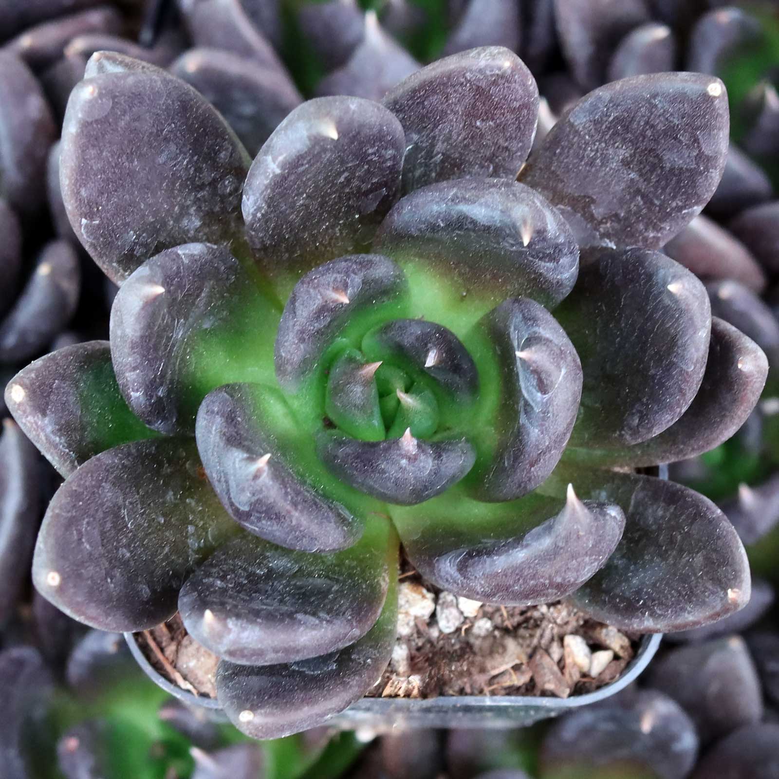 Echeveria 'Black Prince' Questions & Answers