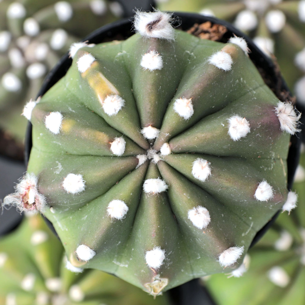 Does Echinopsis subdenudatum 'Dominos' have prickly barbs? The description doesn't indicate.