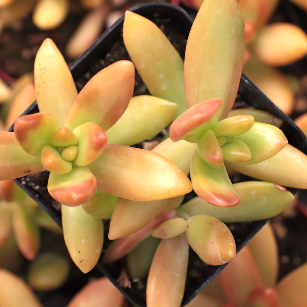 Sedum nussbaumerianum 'Orange Delight' Questions & Answers