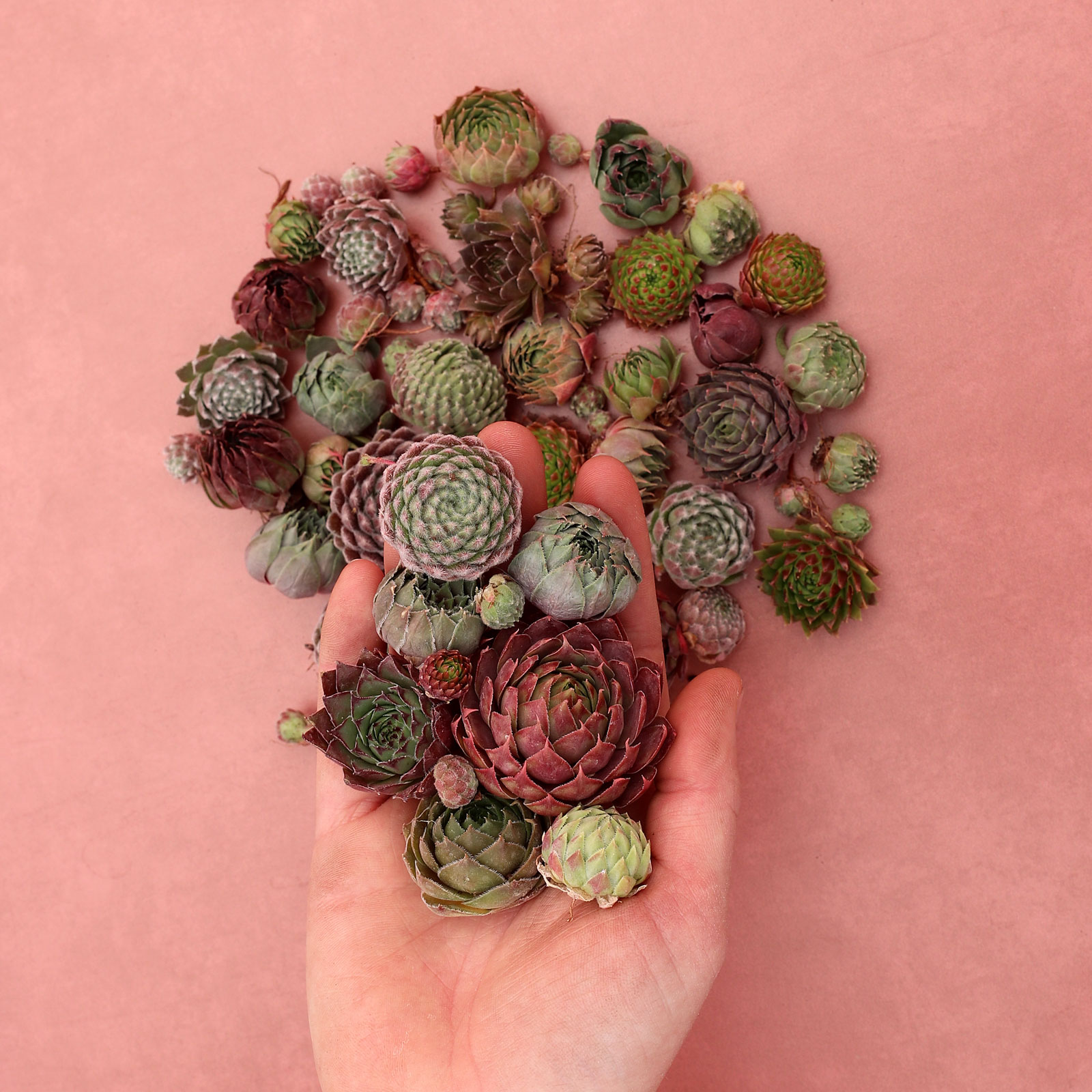 do you count the chicks that are attached to the hens as one rosette or multiple for the unrooted sempervivum bulk