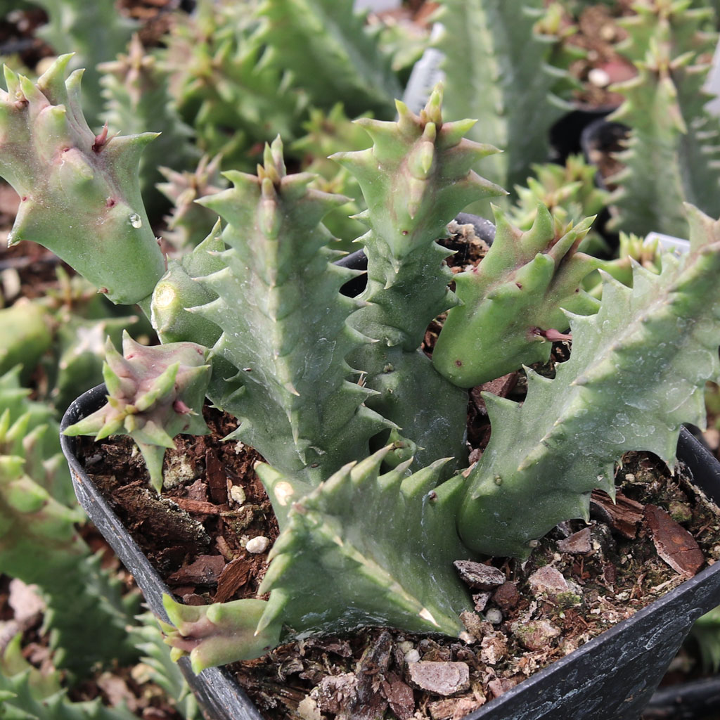 Huernia zebrina - Lifesaver Plant [limited] Questions & Answers