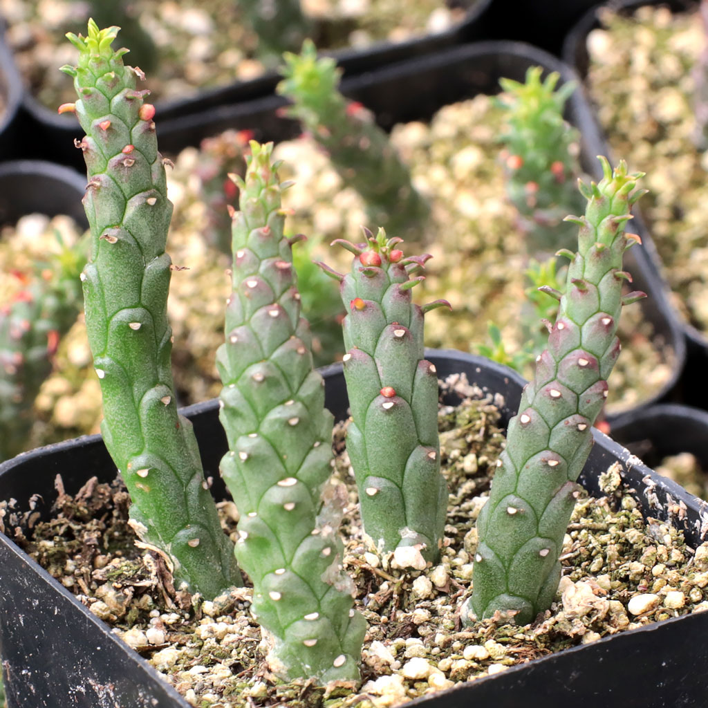 Euphorbia guentheri Questions & Answers