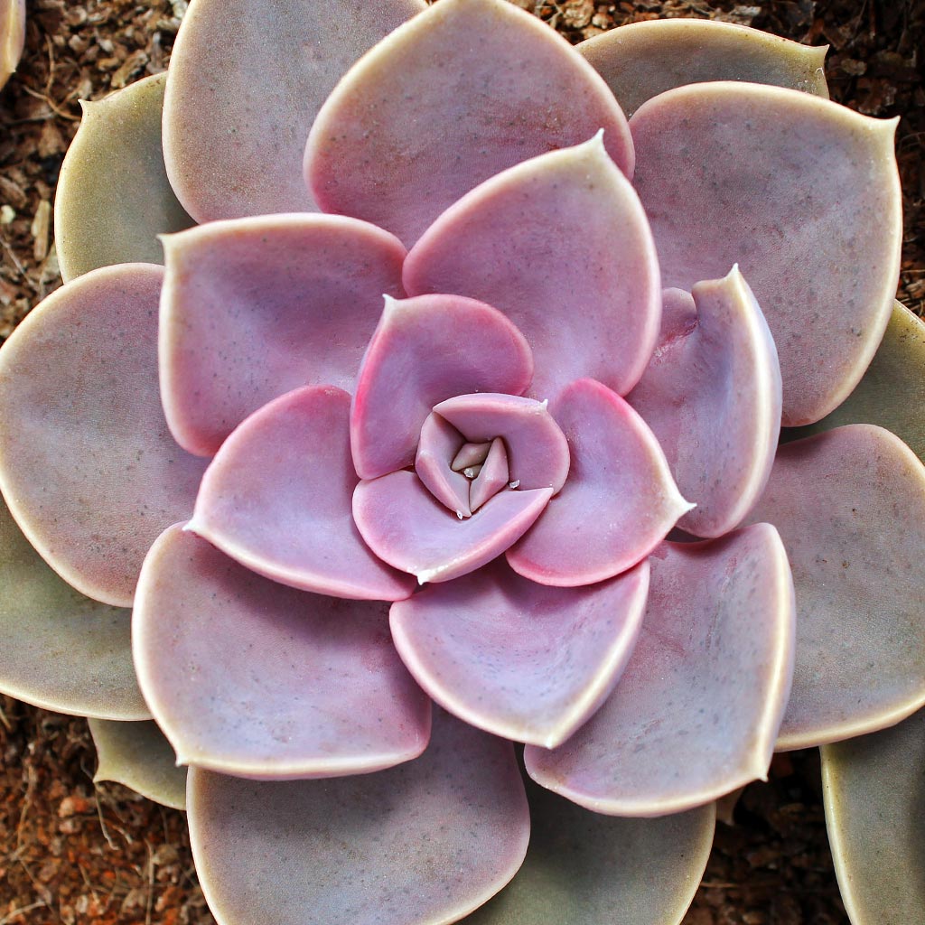 Echeveria 'Perle von Nurnberg' [large] Questions & Answers