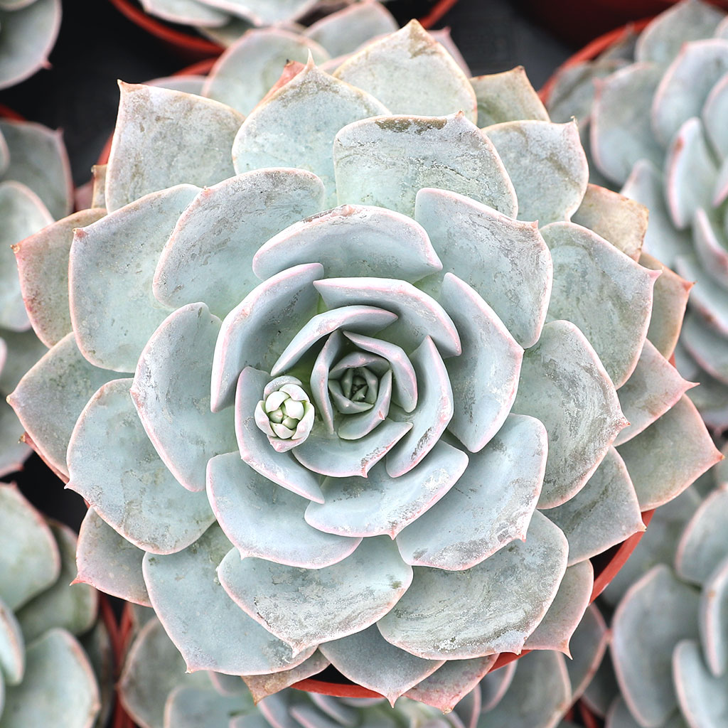 Echeveria 'Morning Beauty' [large] Questions & Answers