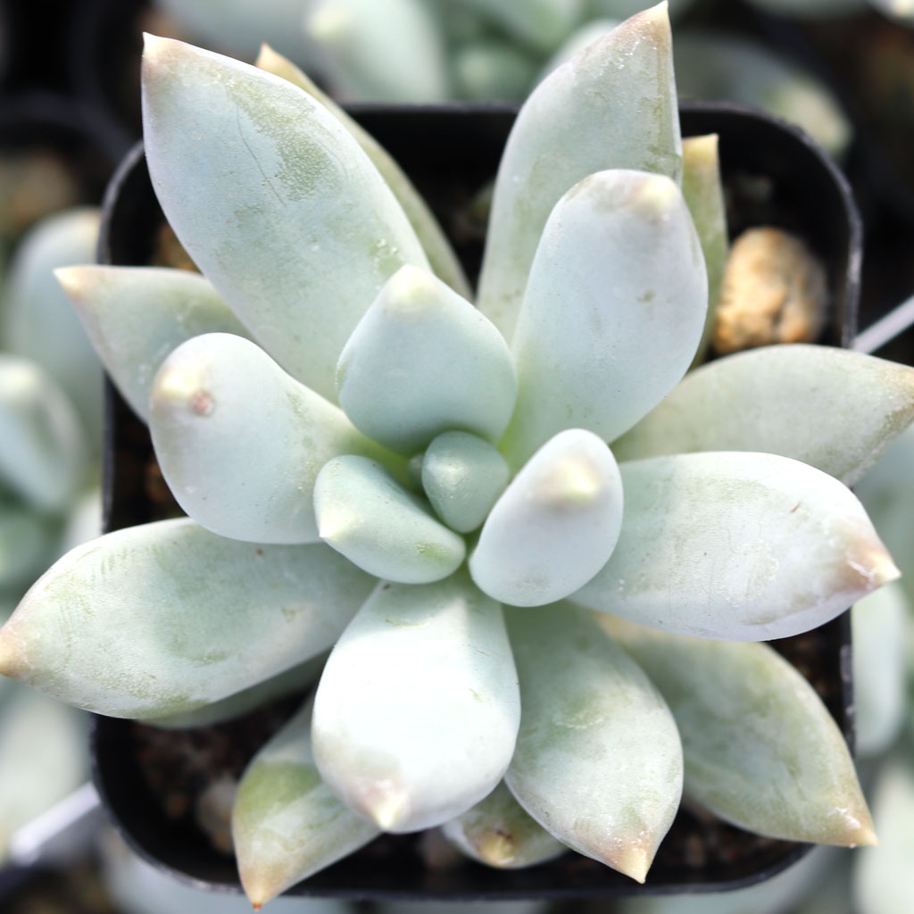 Pachyveria 'Glauca' Questions & Answers