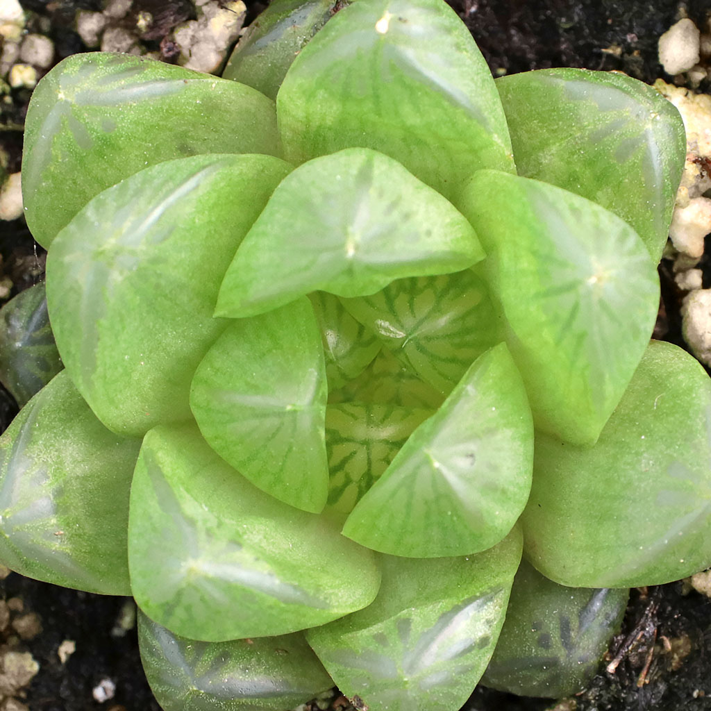 Haworthia cymbiformis var. obtusa Questions & Answers