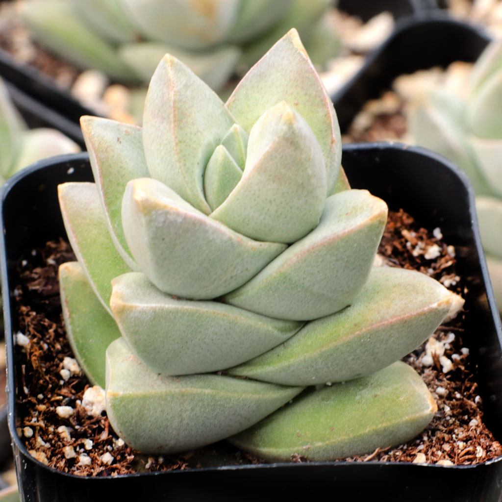 Crassula 'Moonglow' Questions & Answers