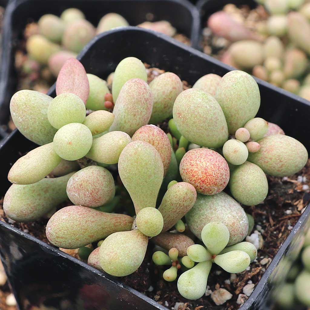 Tylecodon schaeferianus - Fairy Tale Plant Questions & Answers