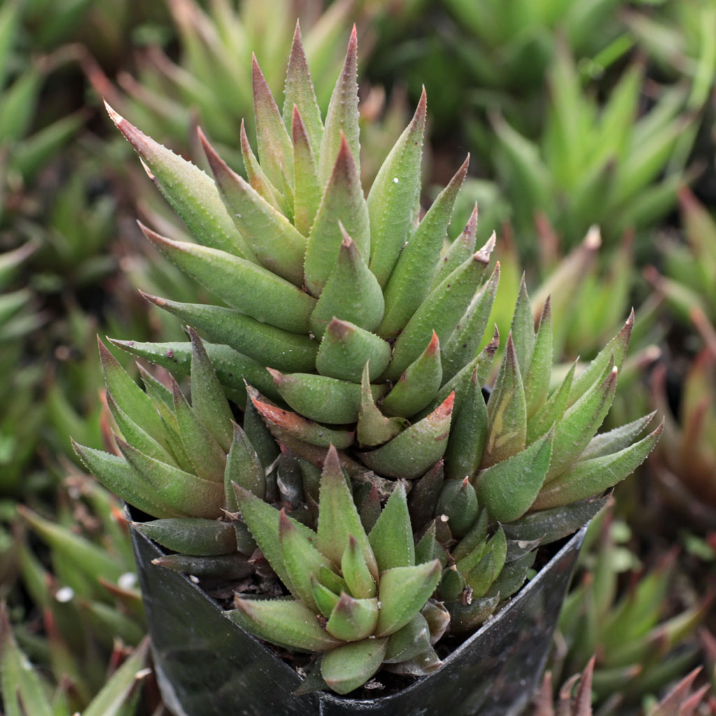 Haworthia rubrobrunnea Questions & Answers