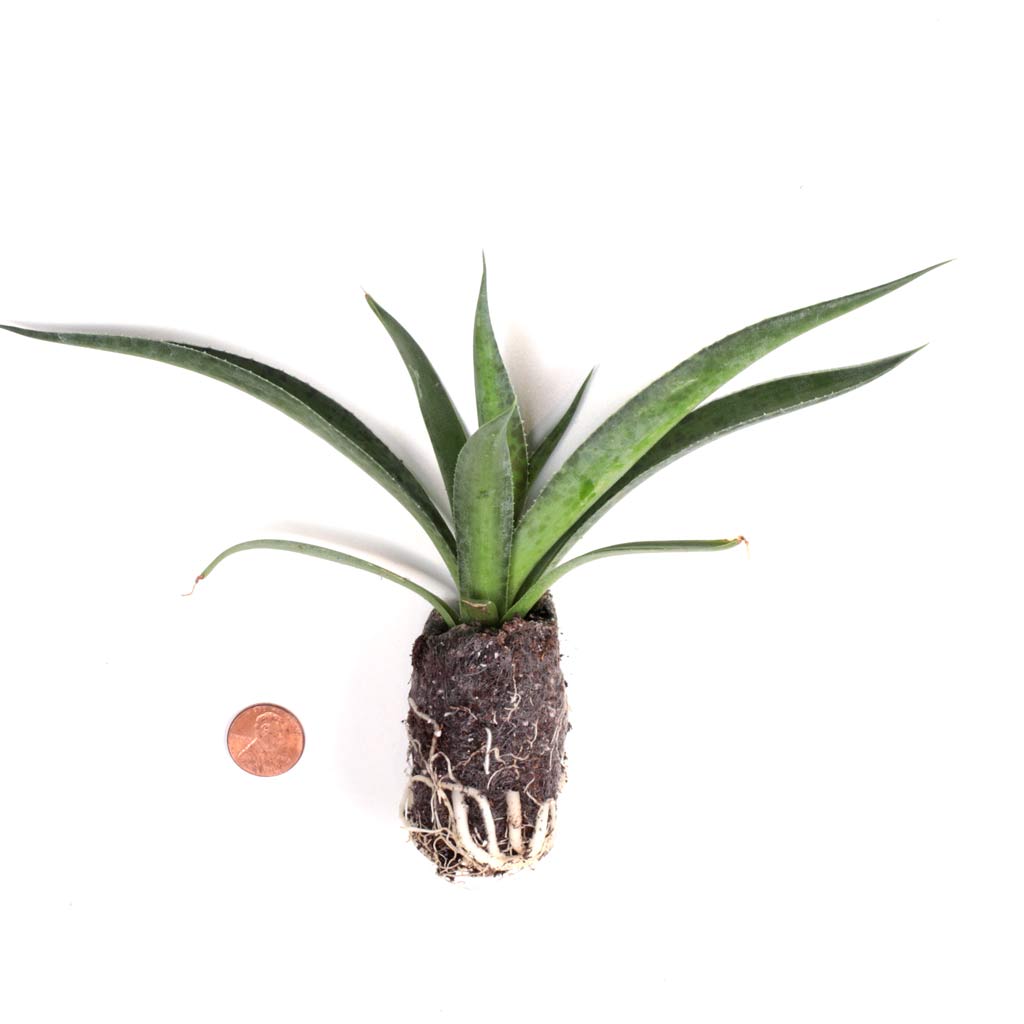 Is this plant pet safe?