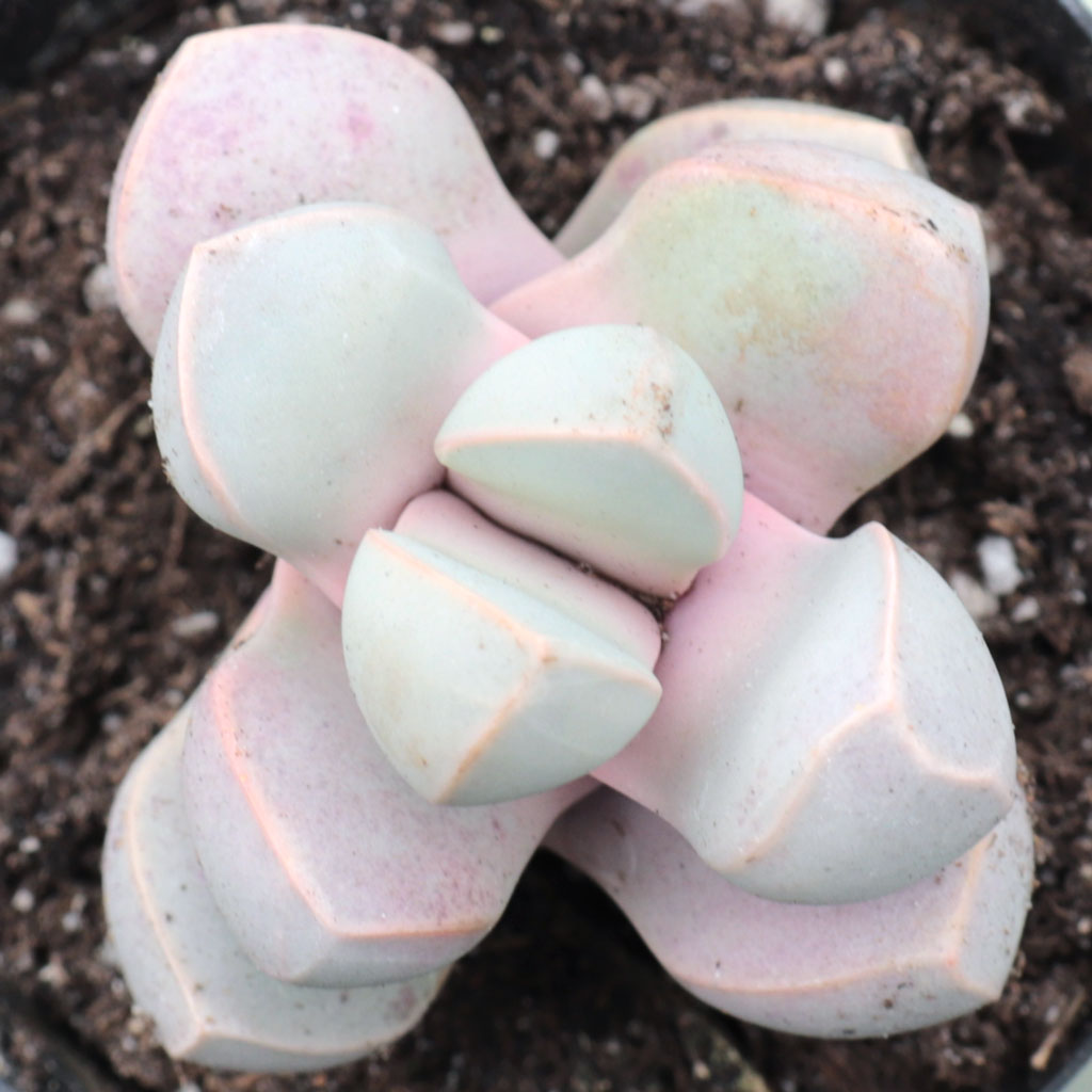 Lapidaria margaretae - Karoo Rose Questions & Answers