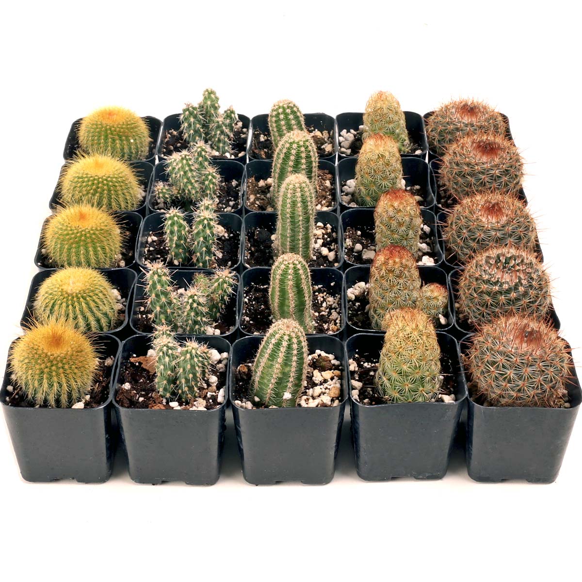 Cactus Bulk 25-Pack (5 Varieties, 2in Pots) Questions & Answers