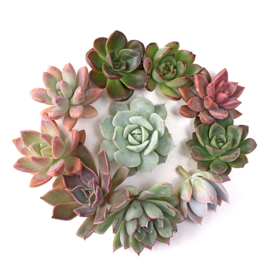 Rosette Cuttings - 10 Pack - 0.75"-1.5" Questions & Answers