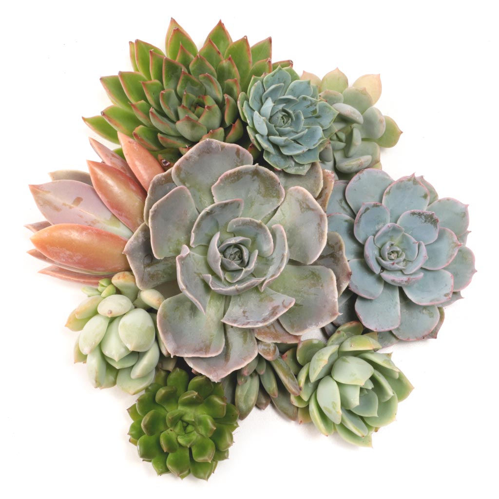 Rosette Cuttings - 10 Pack - 1.5"-2.5" Questions & Answers