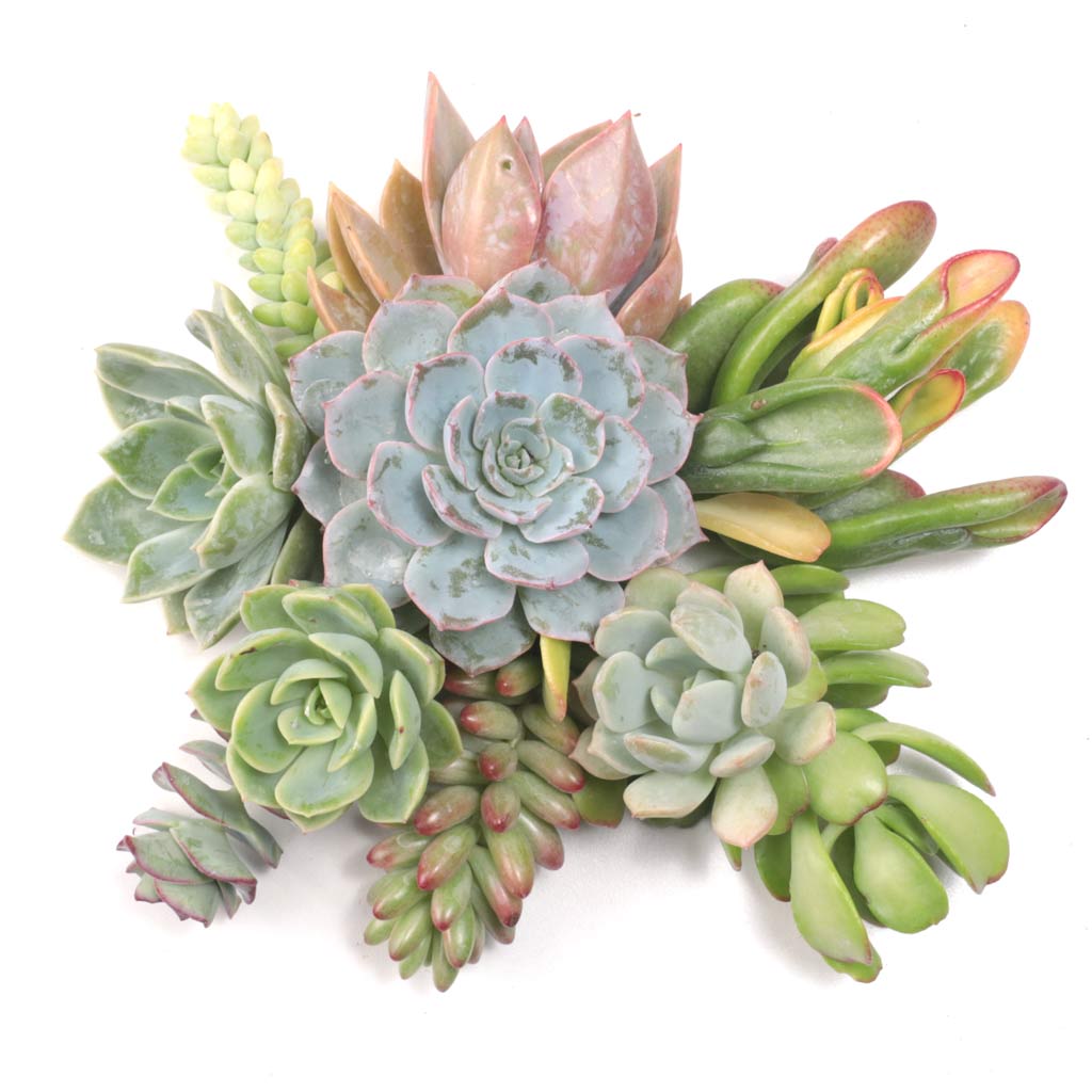 Assorted Succulent Cuttings - 10 Pack - 2.0"-3.0" Questions & Answers