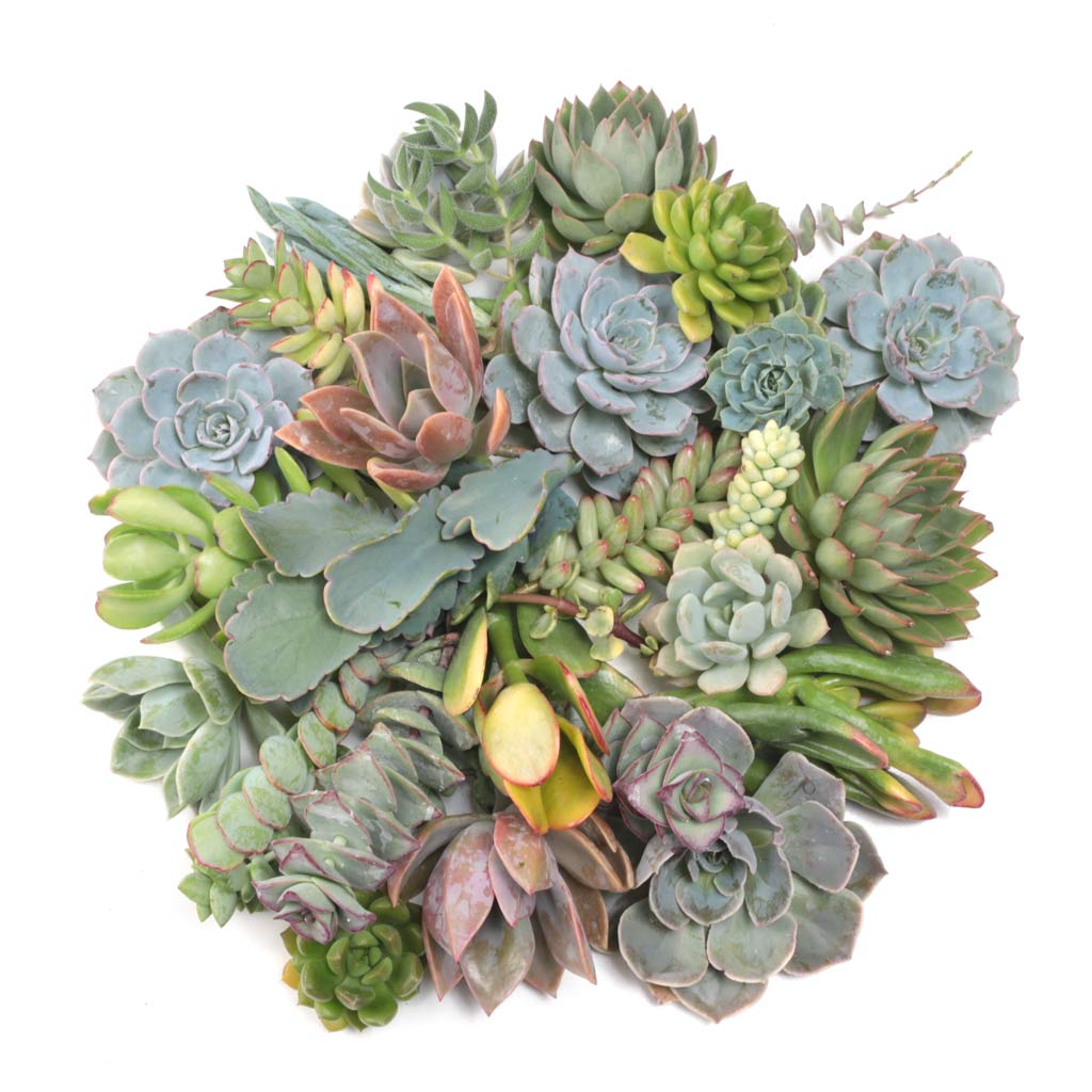 How do I plant my succulent cuttings?