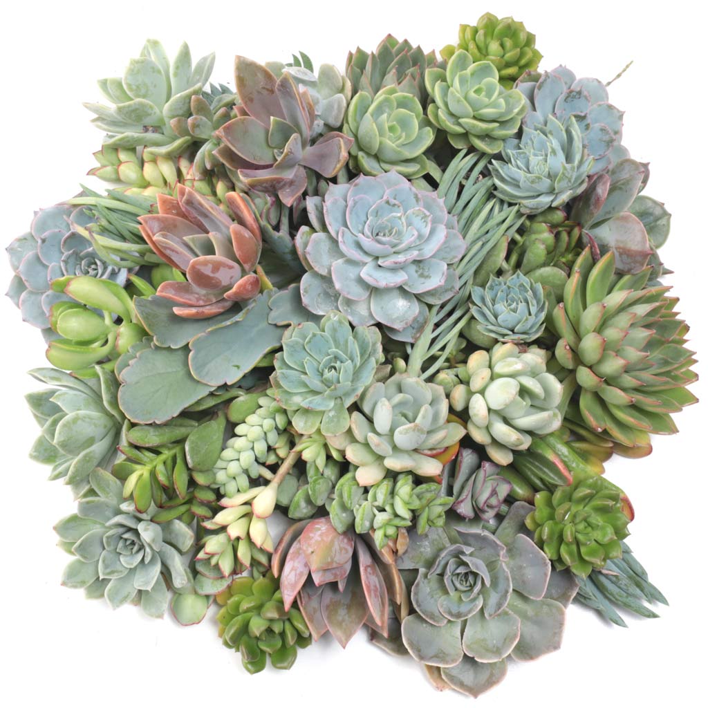 Recommendation  for a variety of succulents to affix to sphaghum moss on pumpkins for wedding centerpieces