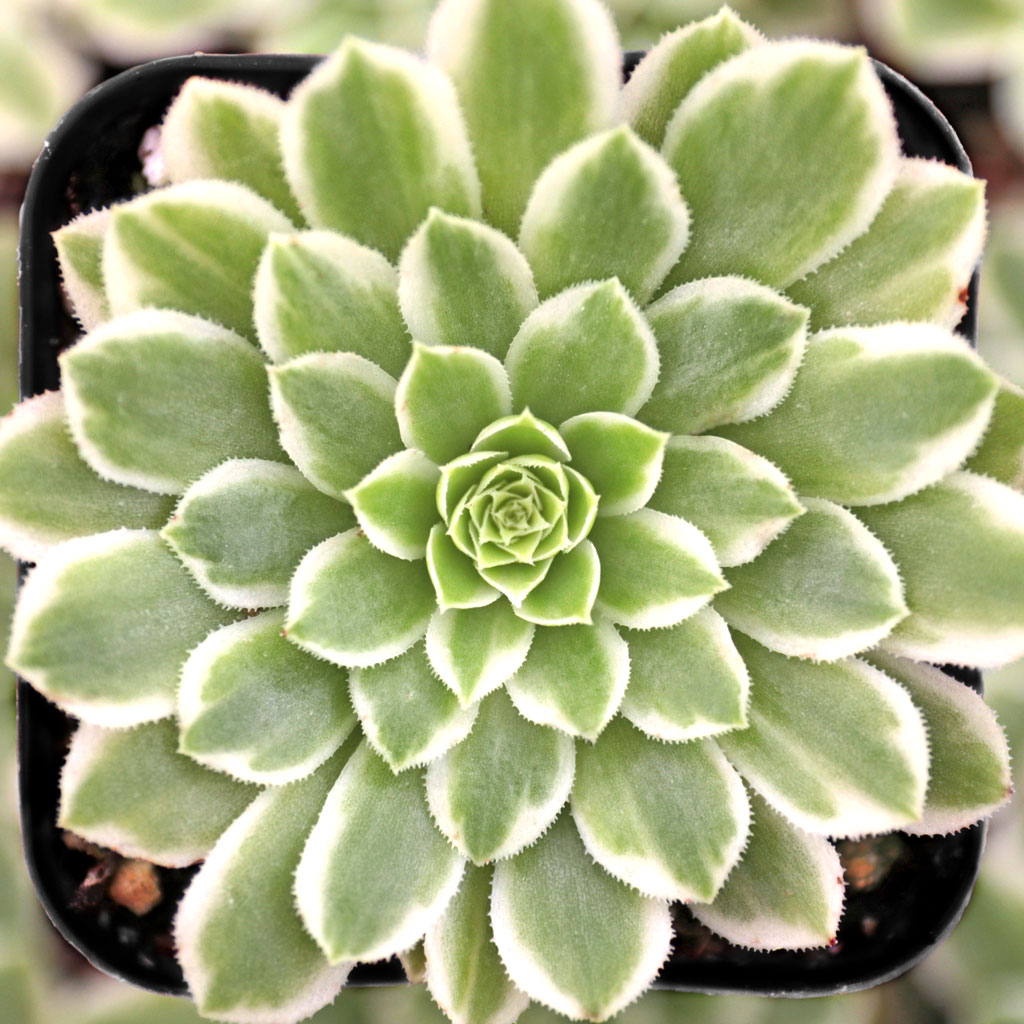 Aeonium 'Emerald Ice' Questions & Answers