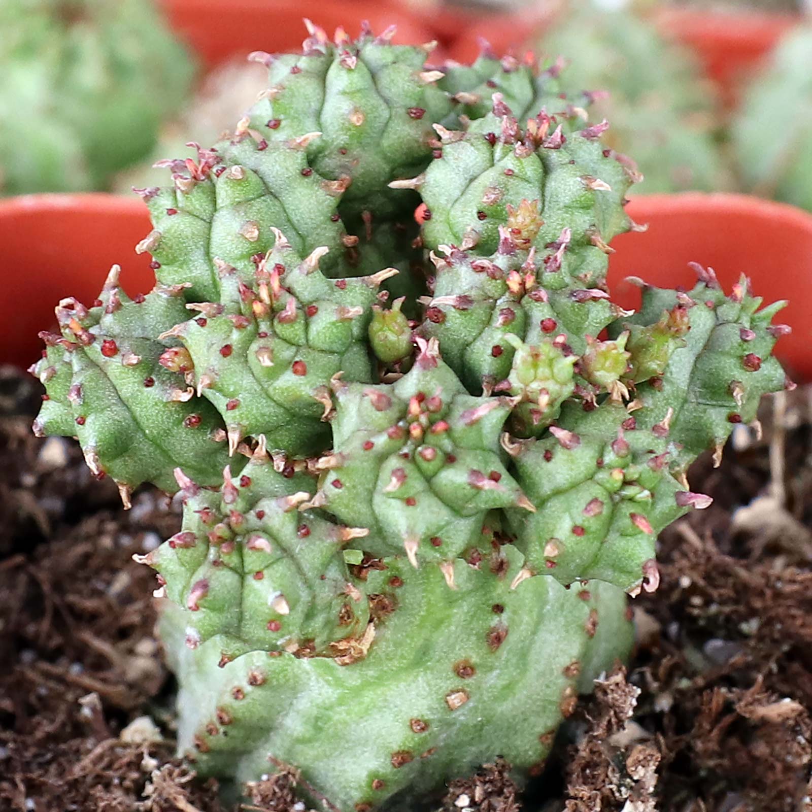 How can I tell if euphorbia submammiliaris is getting too much water?