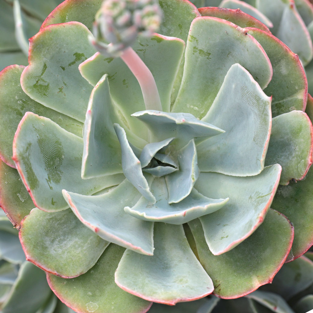 Echeveria 'Blue Sky' Questions & Answers