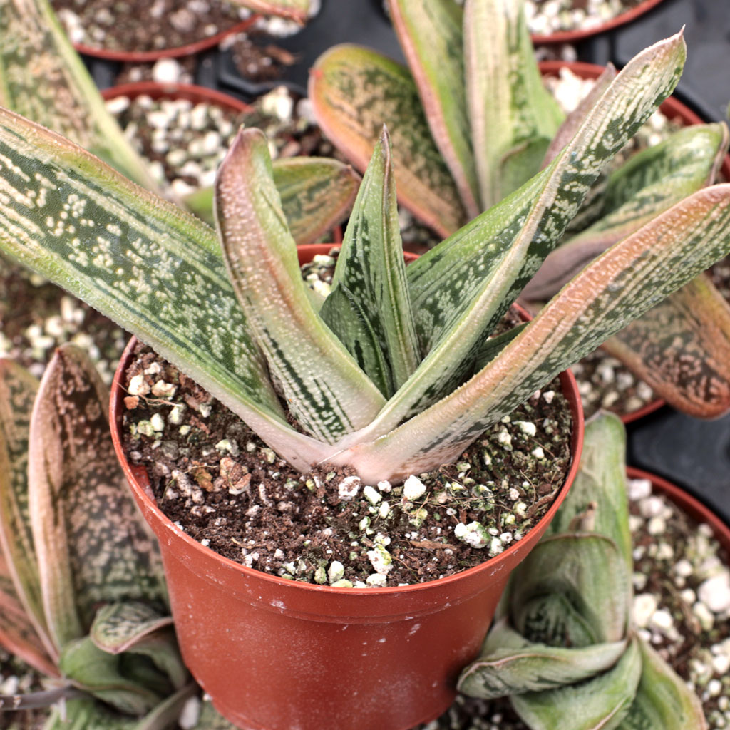 Gasteria 'Little Warty' [large] Questions & Answers