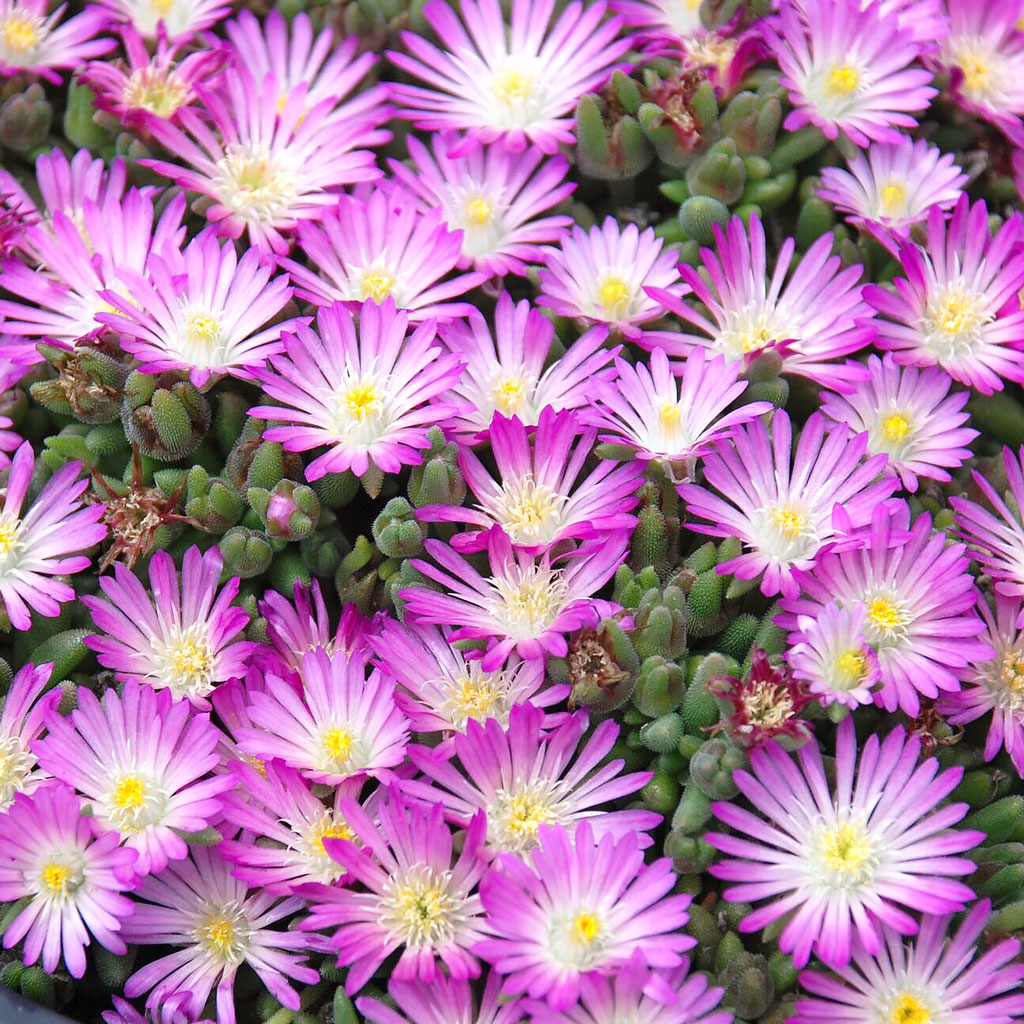 when are delosperma usually available?