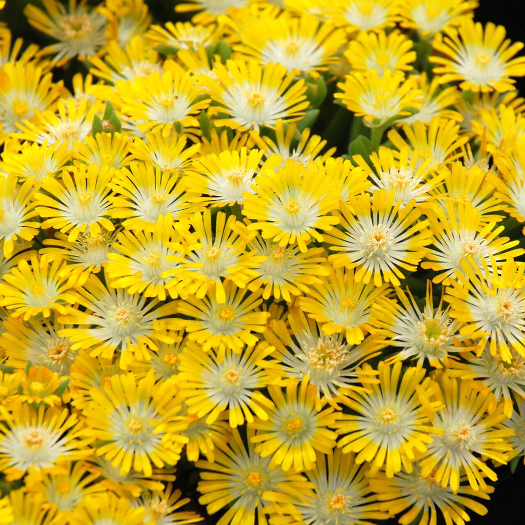 How long does Delosperma Hot Cakes® 'Banana Blast' bloom?