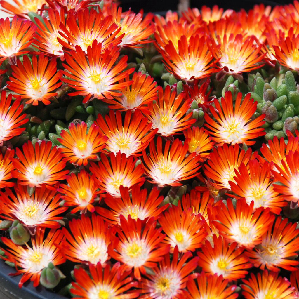 What size pot does Delosperma Pumpkin come in?