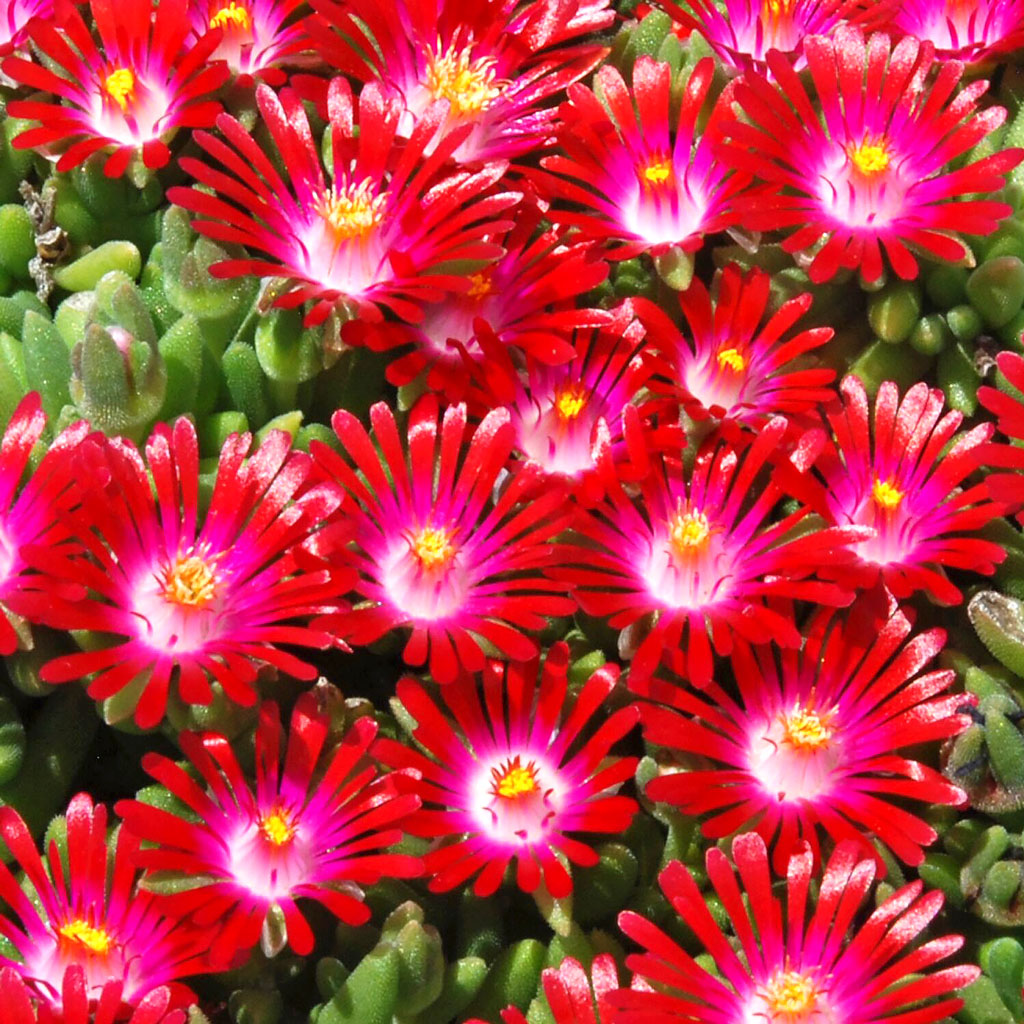 Do Delosperma have to be outdoor plants